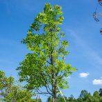 Jaseň štíhly (Fraxinus excelsior) ´WESTHOF GLOIRE´, výška: 350-400 cm, obvod kmeňa 12/14 cm, kont. C45L